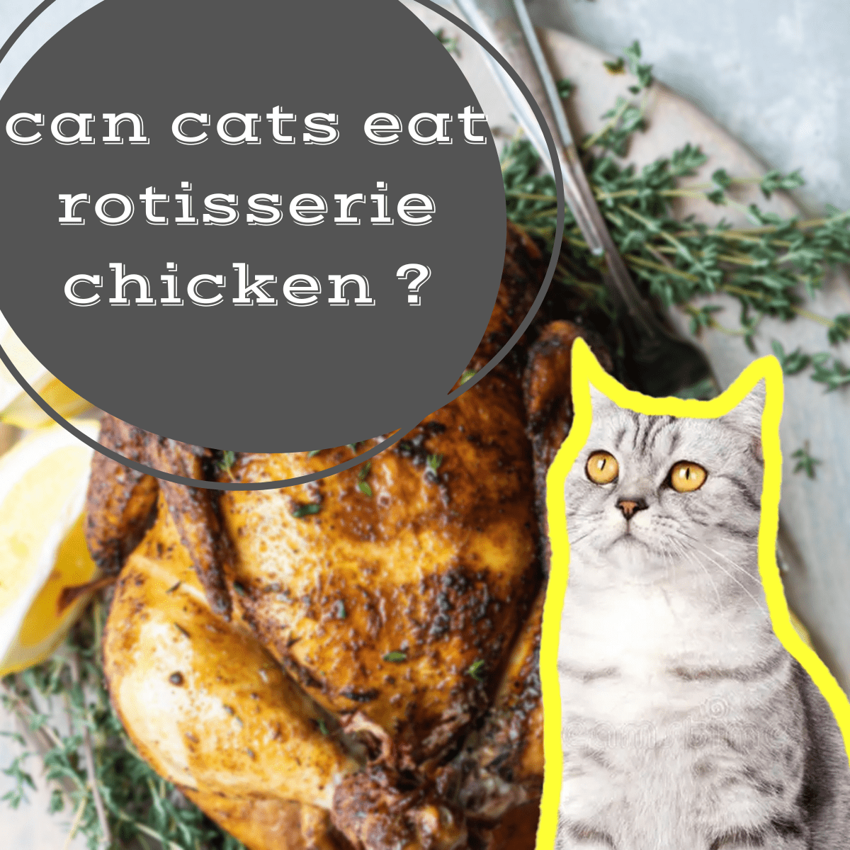 can cats eat rotisserie chicken