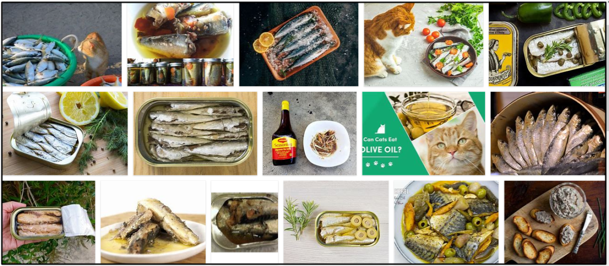 can cats eat sardines in olive oil