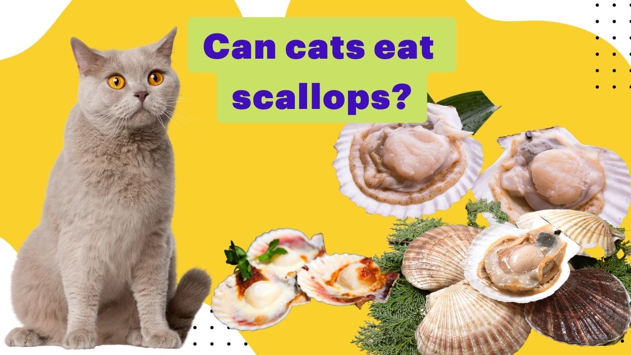 can cats eat scallops