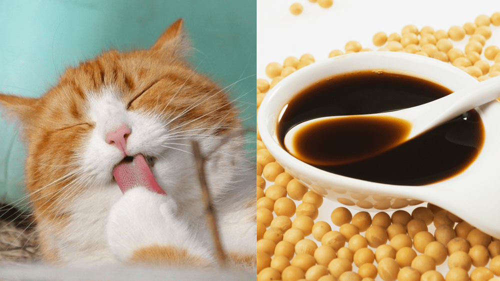 can cats eat soy sauce