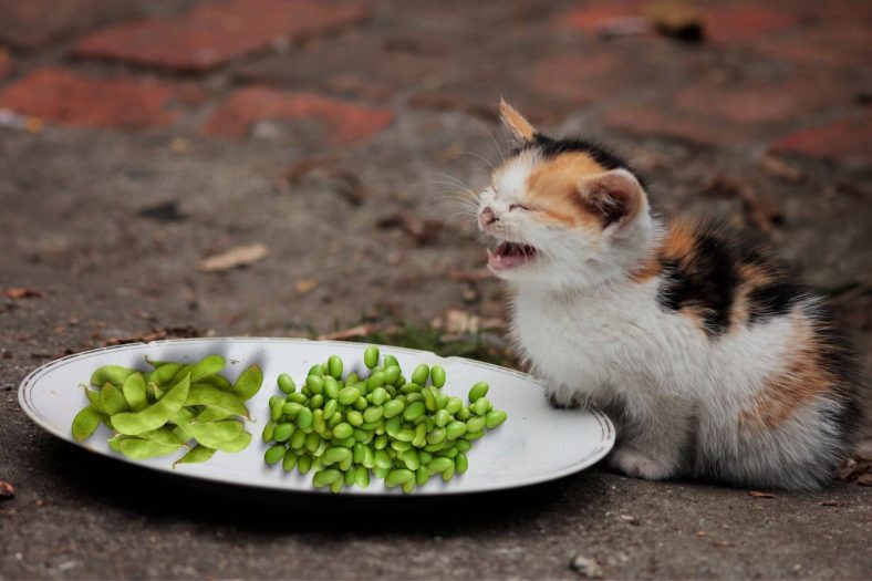 can cats eat soybeans