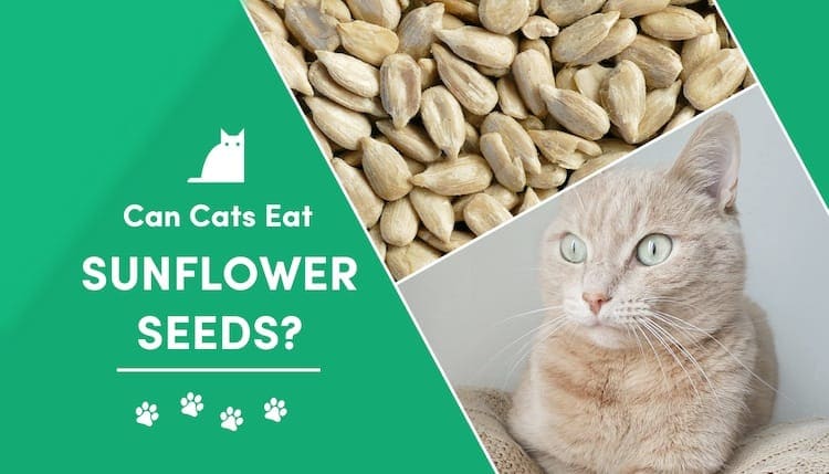 can cats eat sunflower seeds