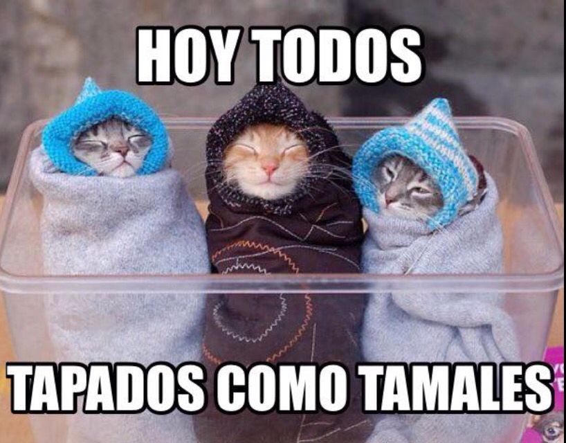 can cats eat tamales