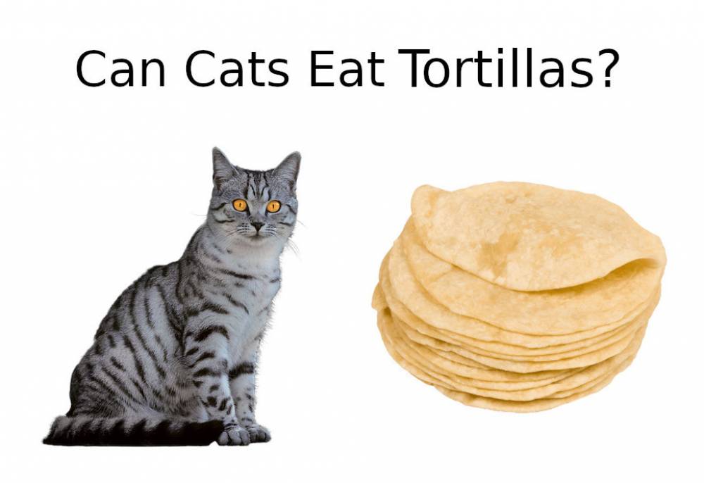 can cats eat tortilla chips