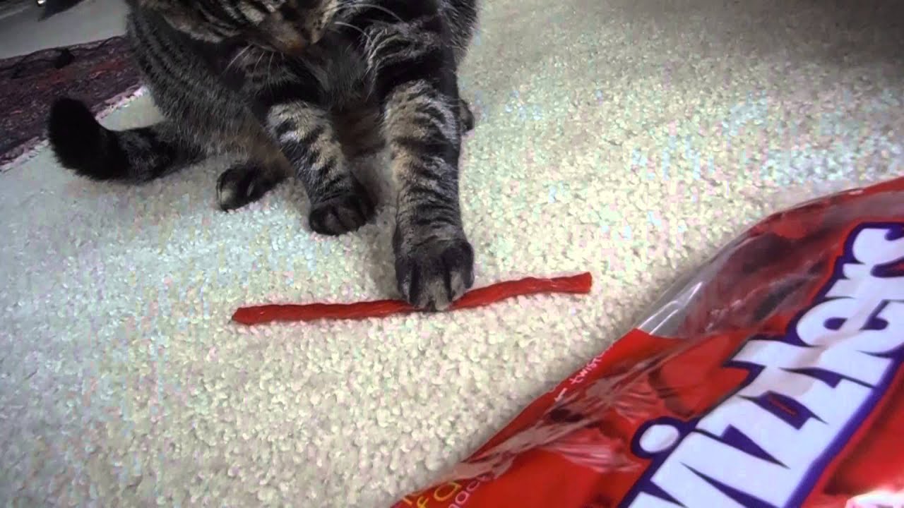 can cats eat twizzlers