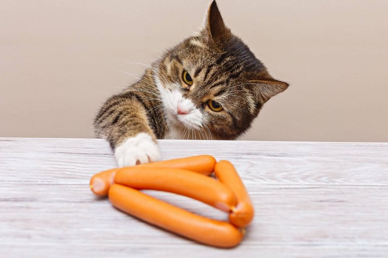 can cats eat vienna sausage