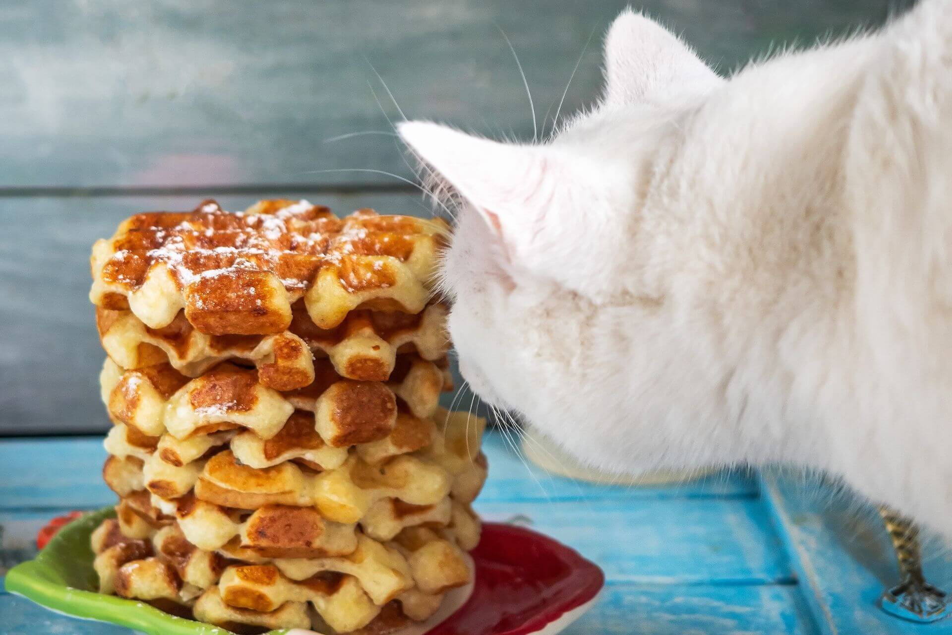 can cats eat waffles