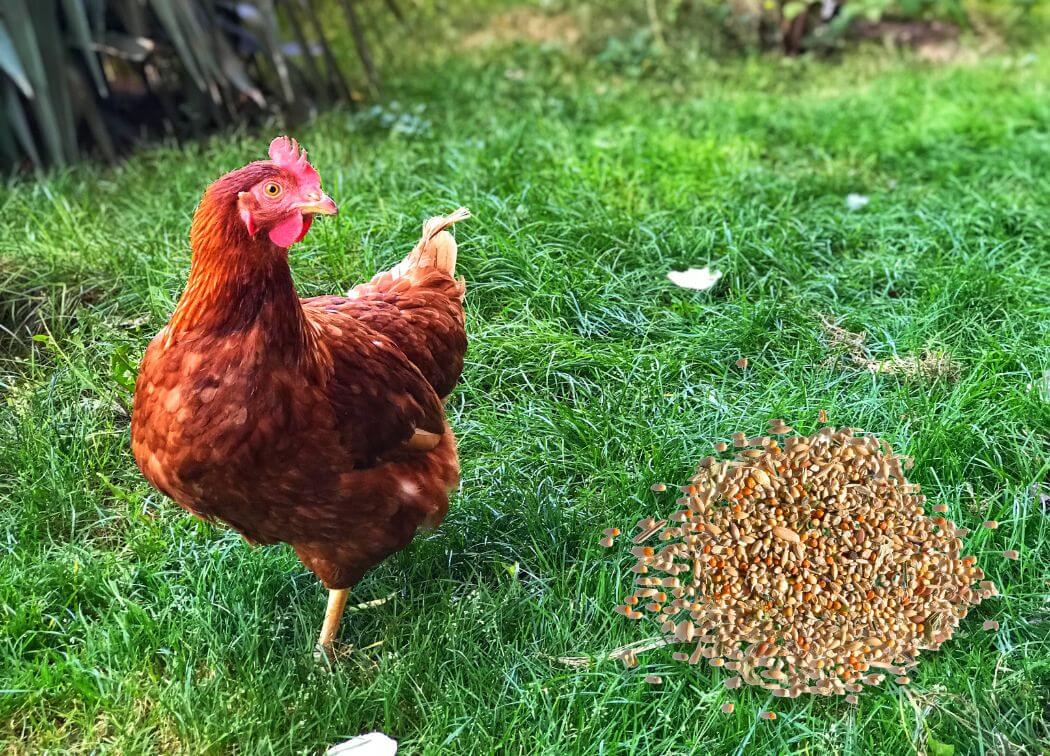 can chickens eat wild bird seed mix