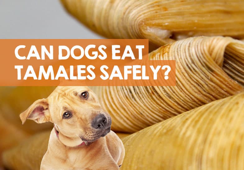 can dogs eat tamales
