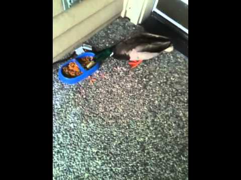 can ducks eat cat food