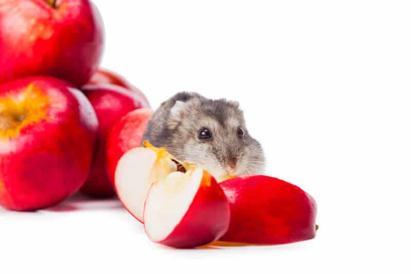 can hamster eat apples