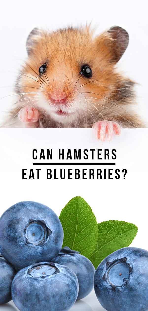 can hamster eat blueberry