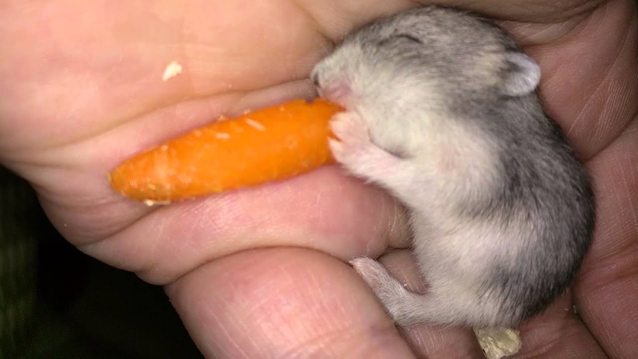 can hamster eat carrots
