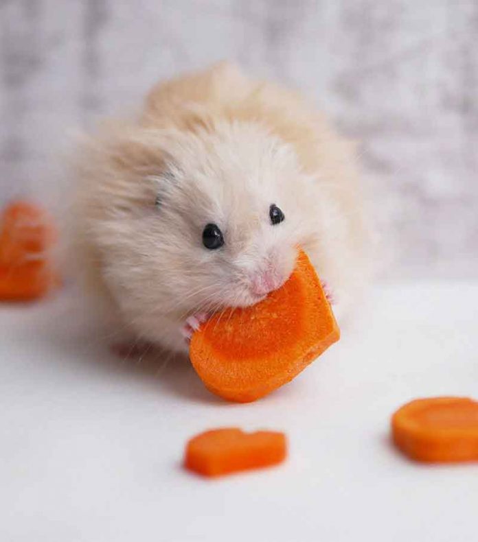 can hamster eat carrots