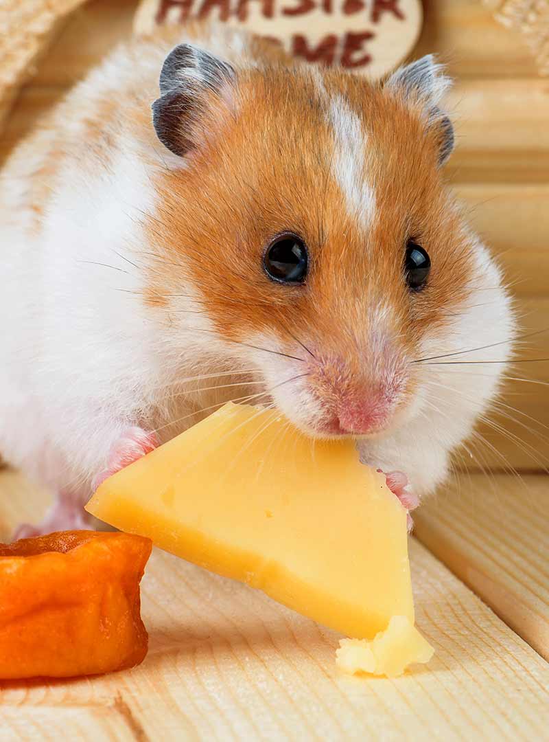 can hamster eat cheese