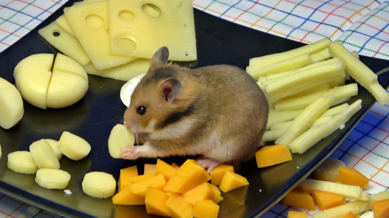 can hamster eat cheese