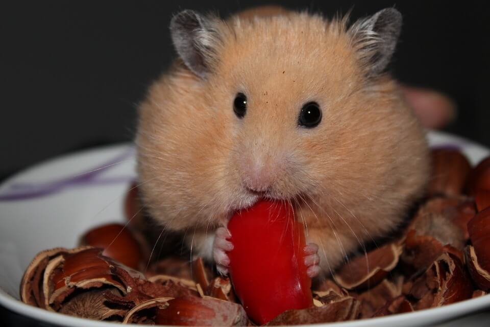 can hamster eat cherry