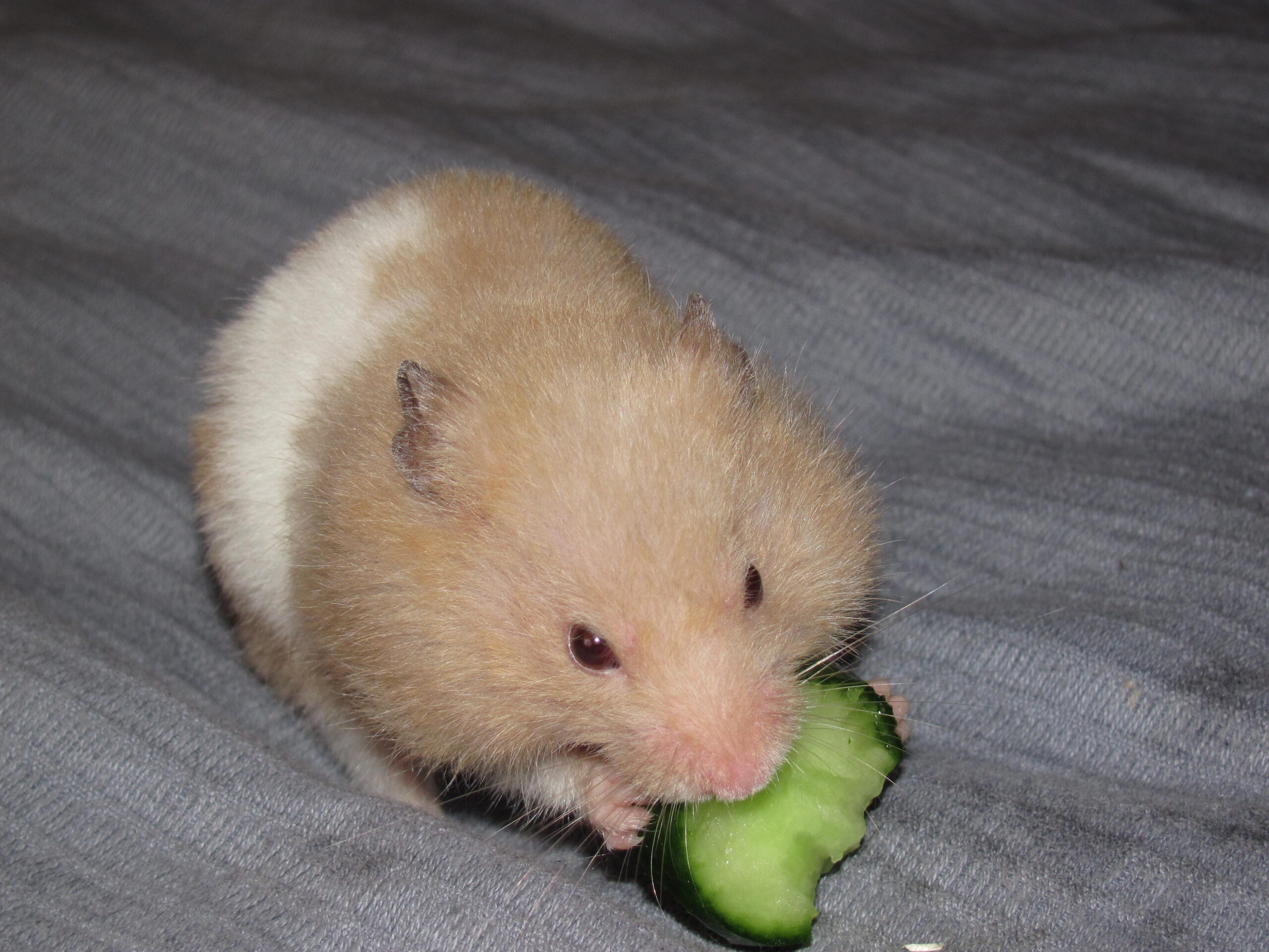 can hamster eat cucumber