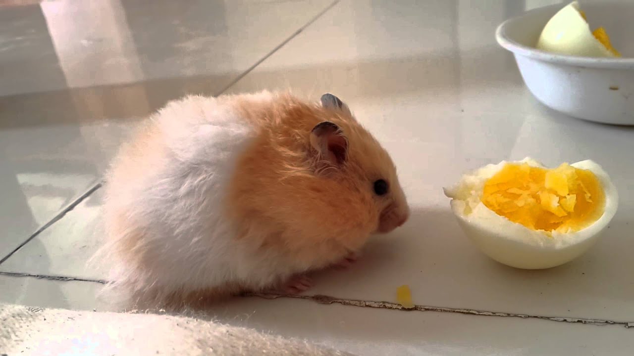 can hamster eat egg