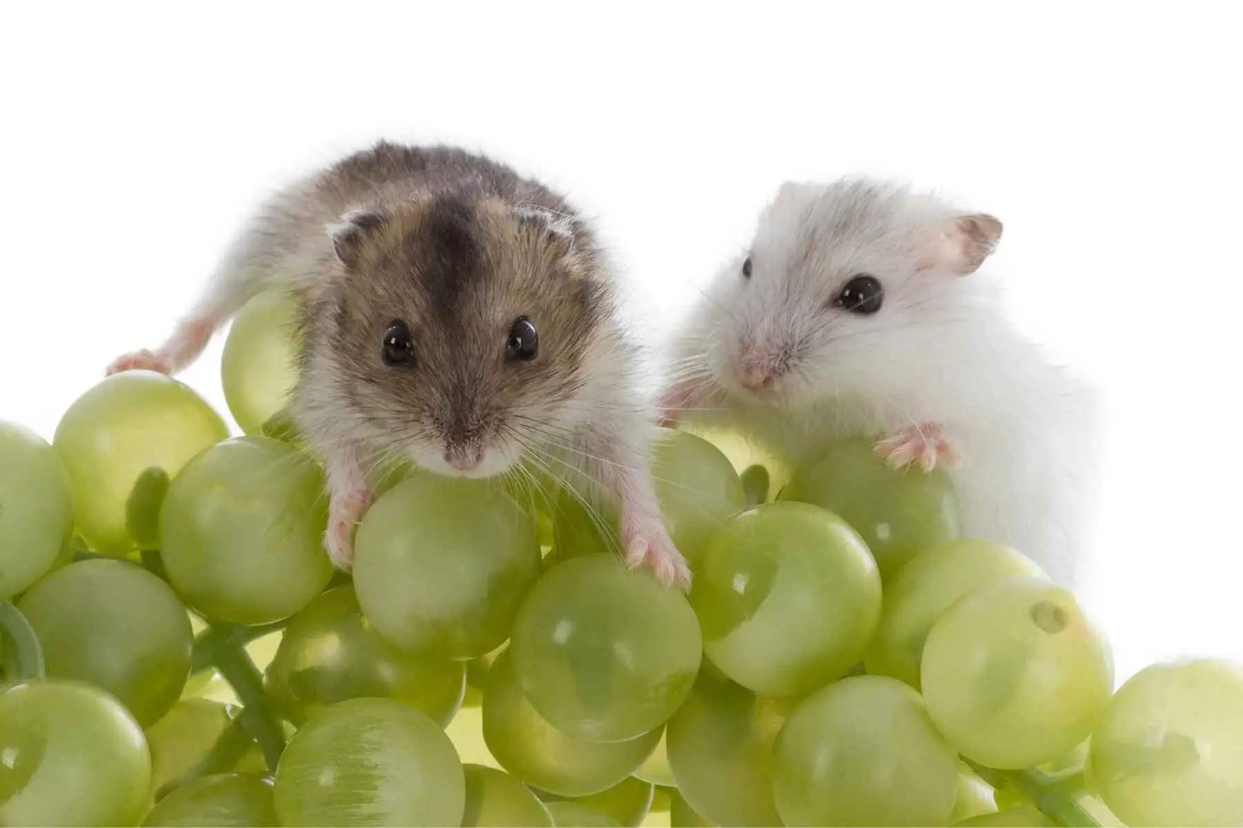 can hamster eat grape