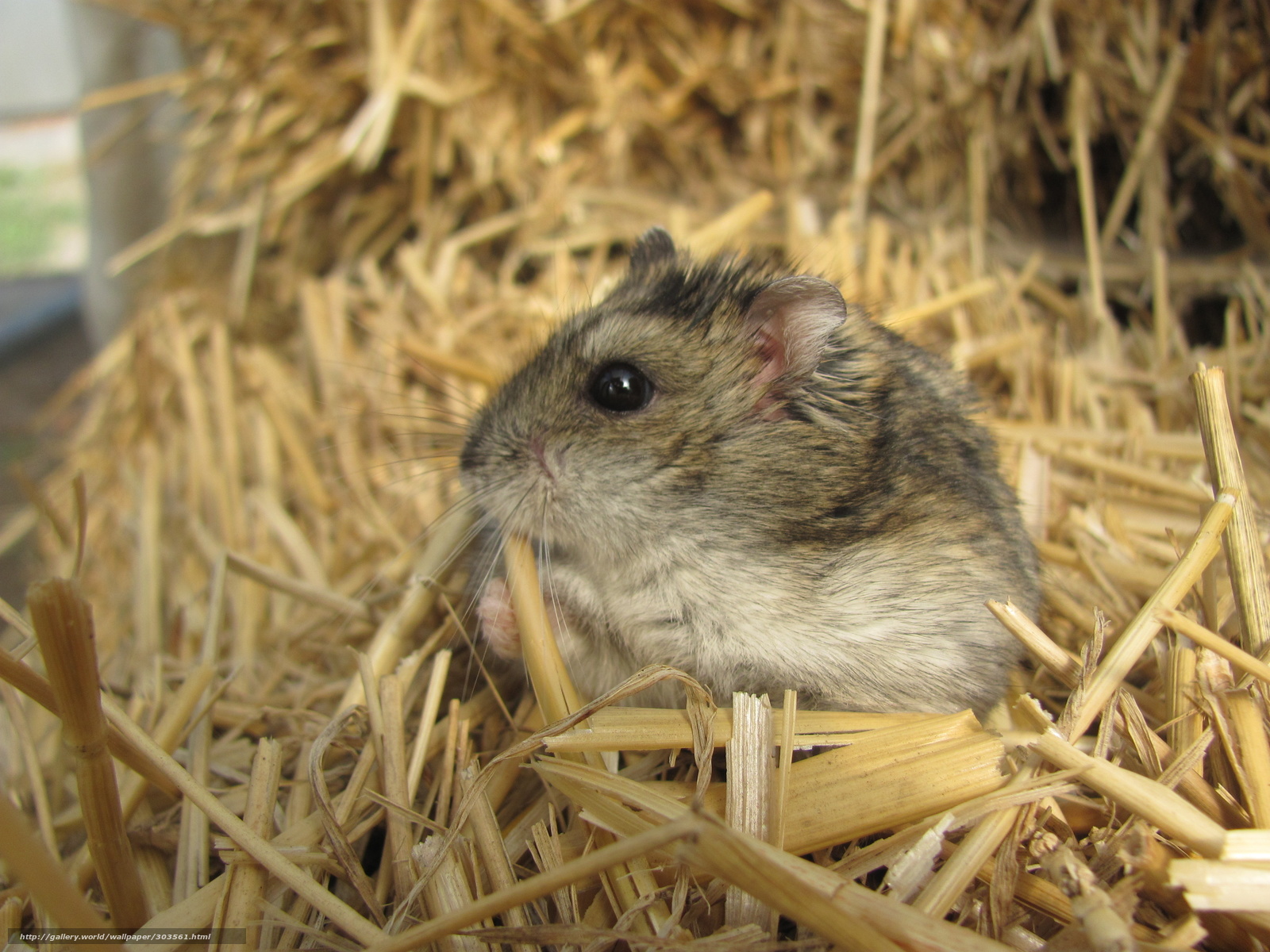 can hamster eat hay