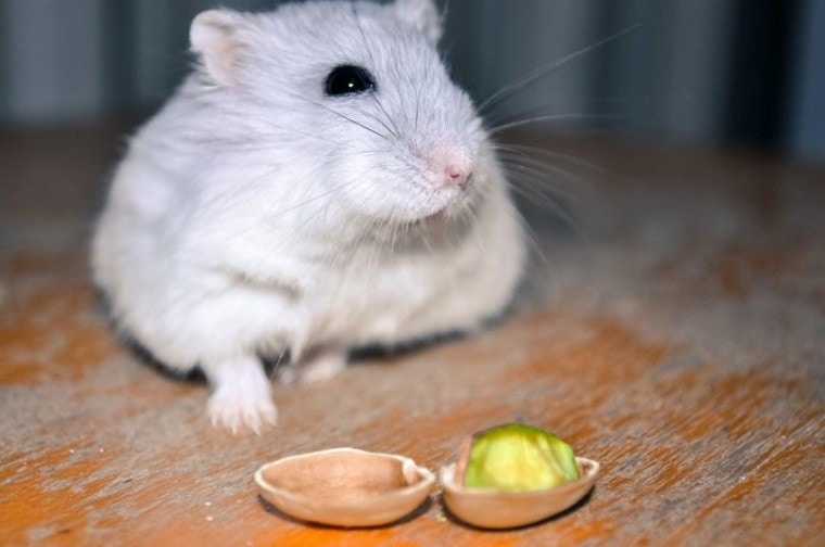 can hamster eat pistachio nuts