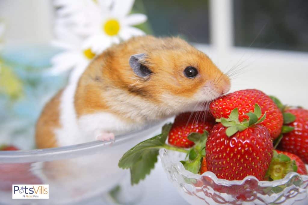 can hamster eat strawberries