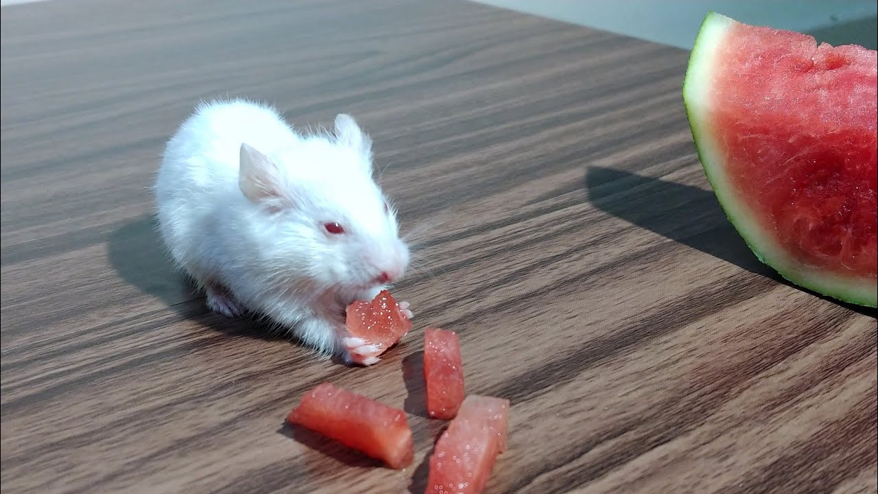 can hamster eat watermelon