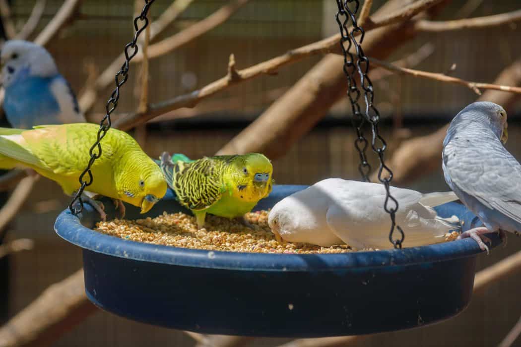 can parakeets eat wild bird seed