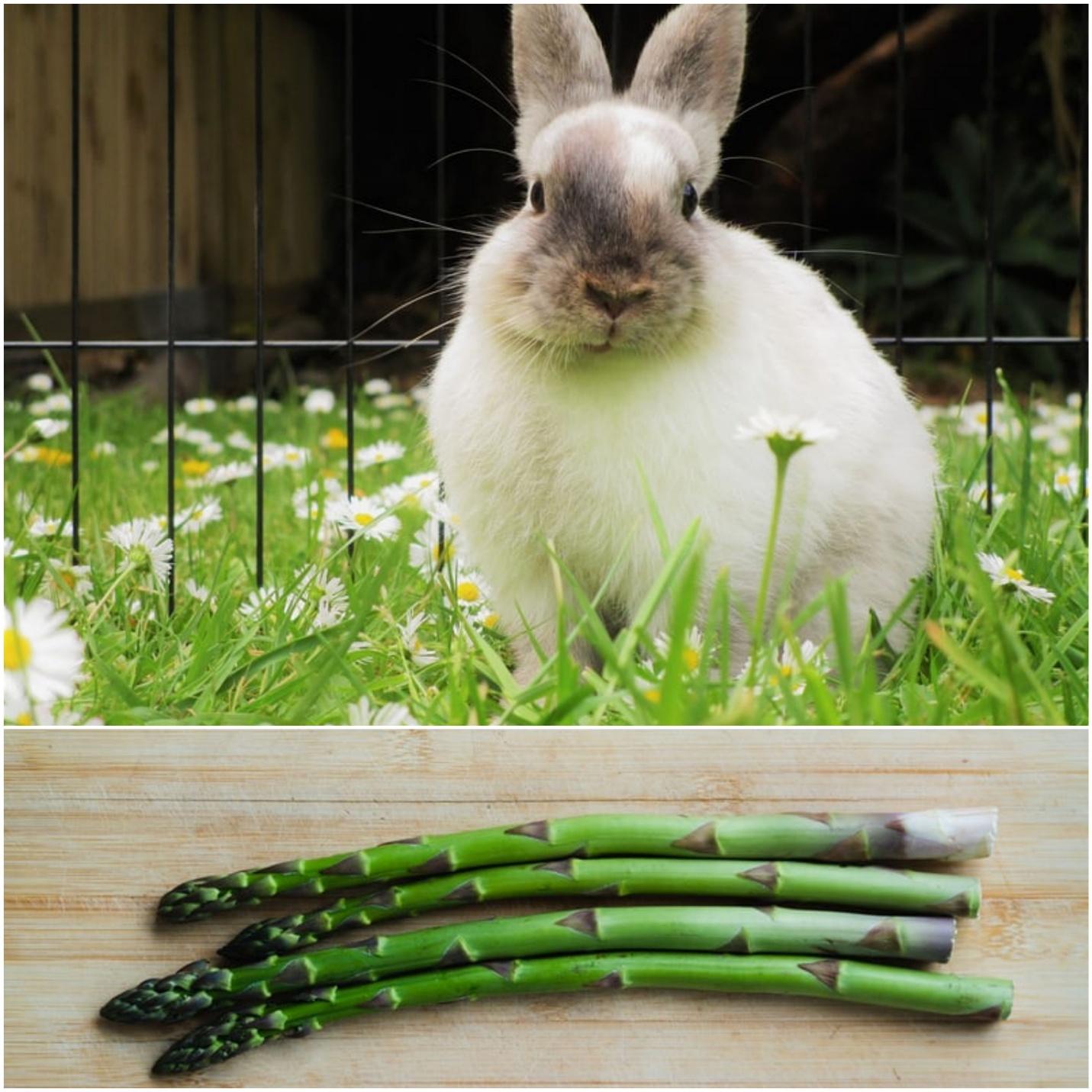 can rabbit eat asparagus