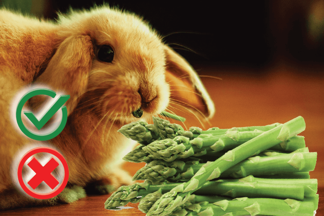 can rabbit eat asparagus