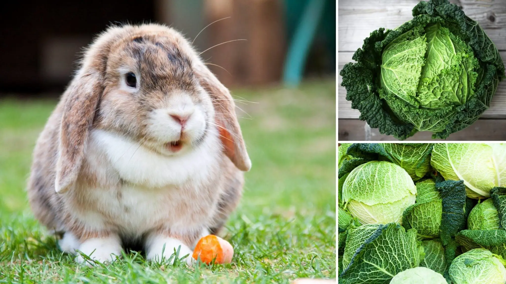 can rabbit eat cabbage