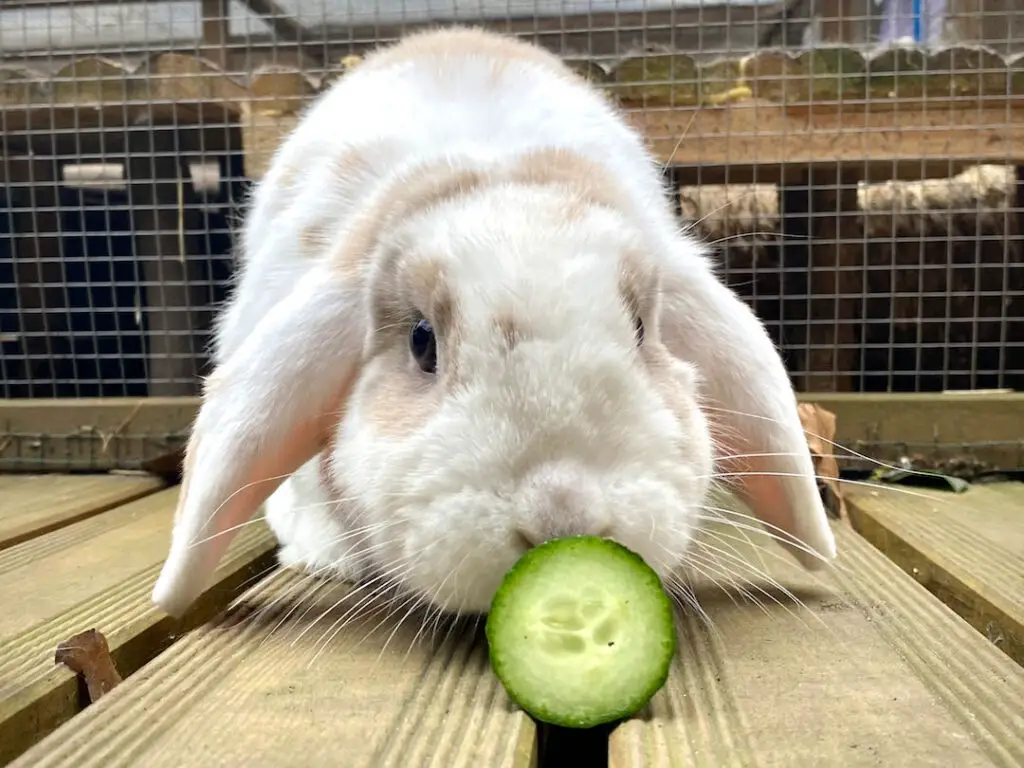 can rabbit eat cucumber