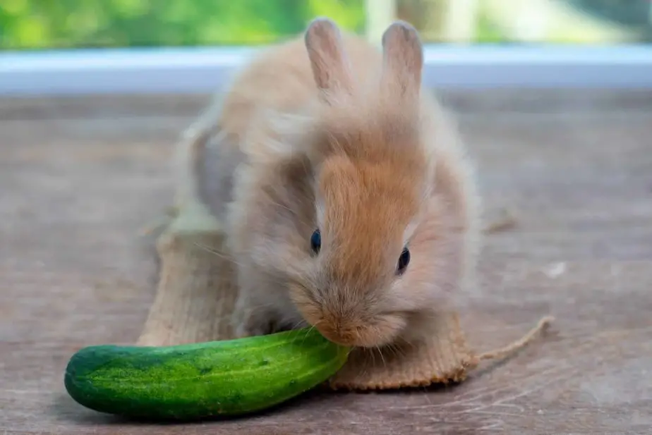 can rabbit eat cucumber