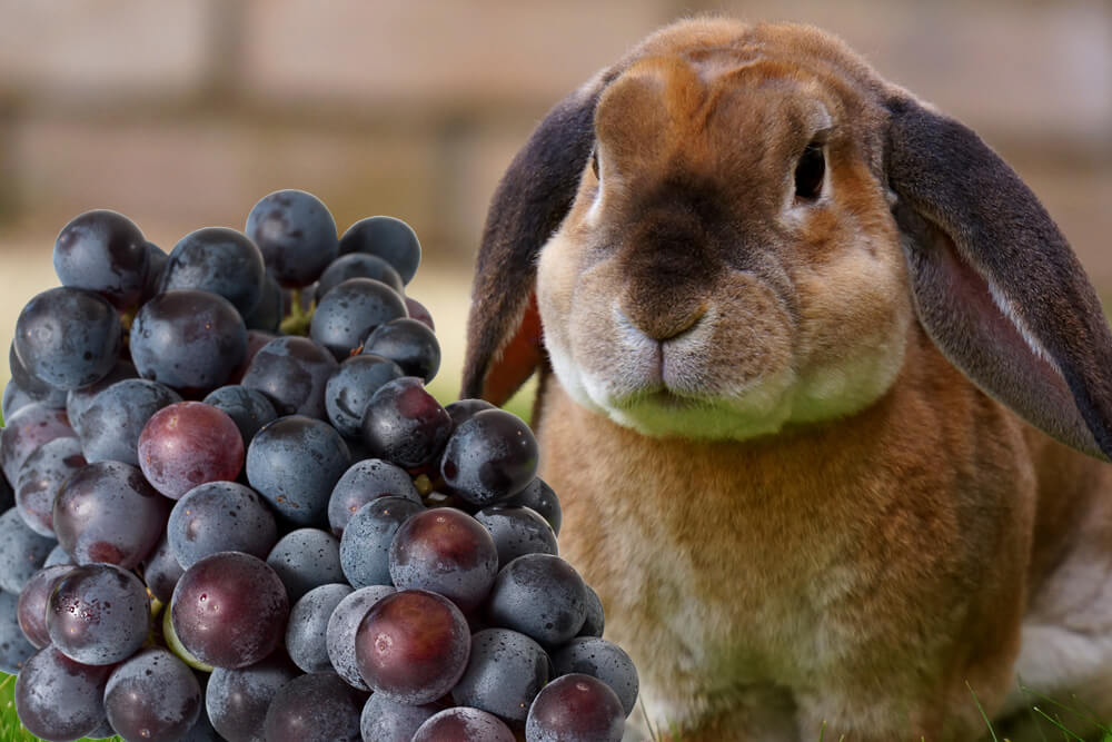 can rabbit eat grapes