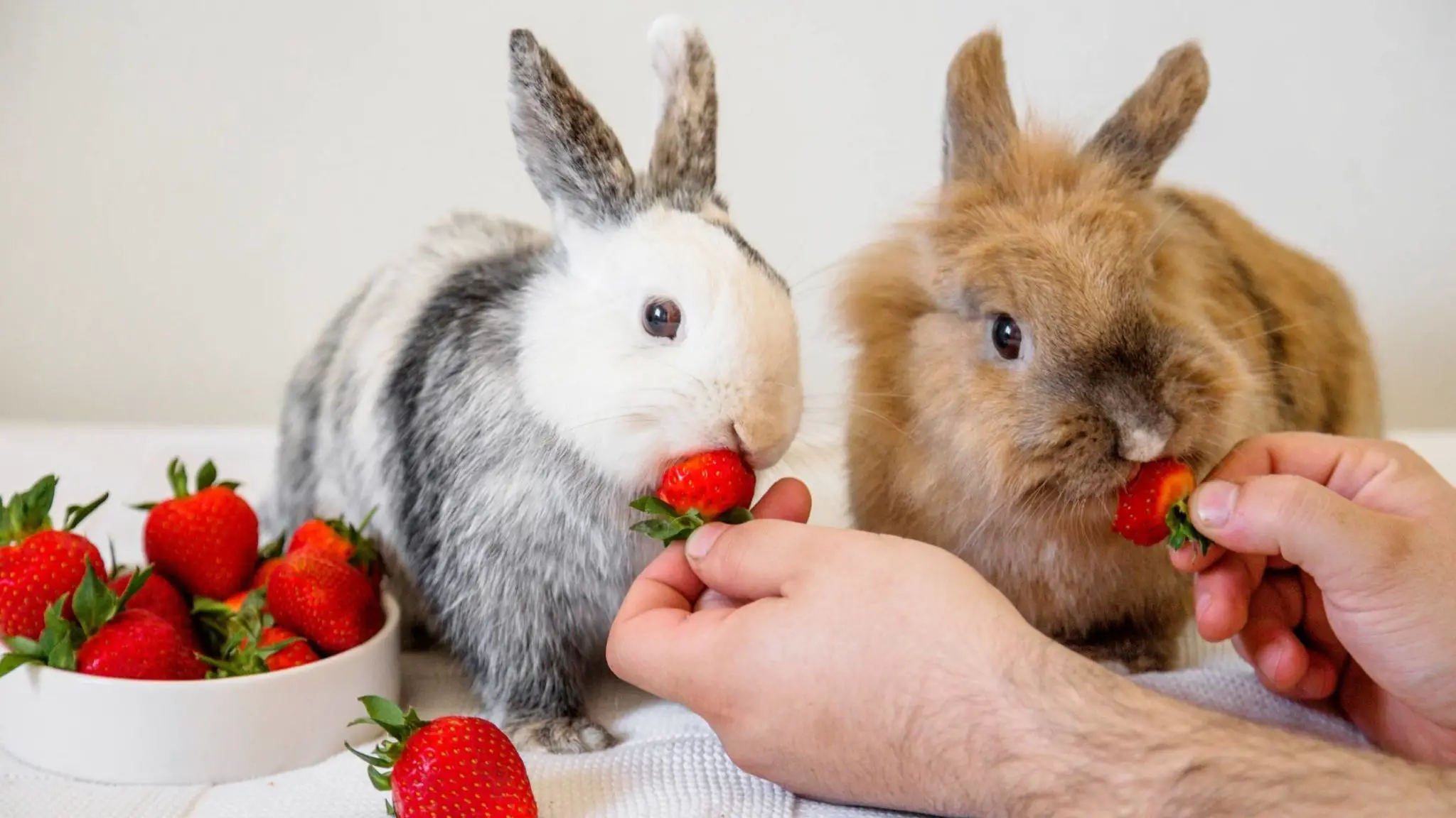 can rabbit eat strawberry