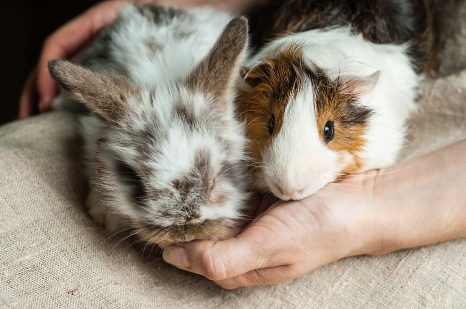 can rabbits and guinea pigs eat the same food