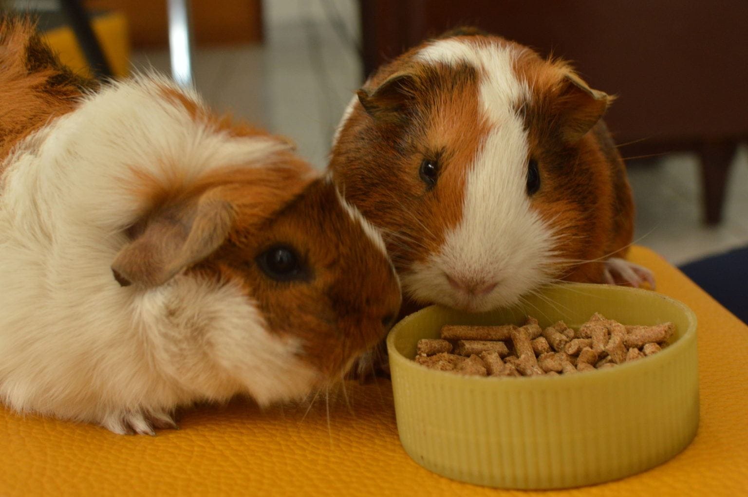 can rabbits and guinea pigs eat the same food
