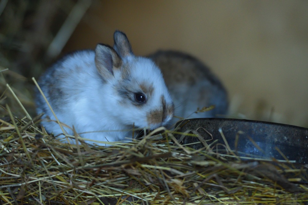 can rabbits eat alfalfa hay