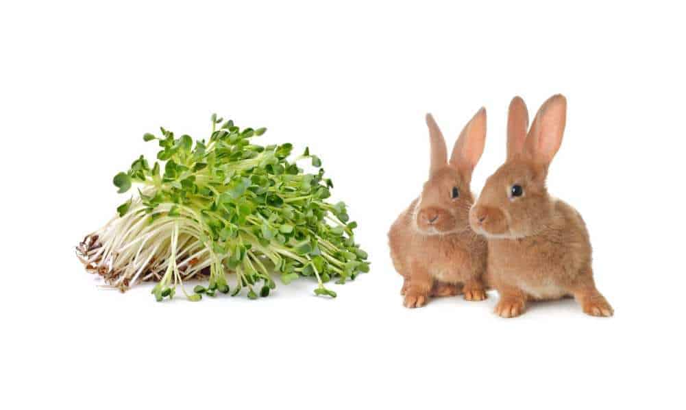 can rabbits eat alfalfa