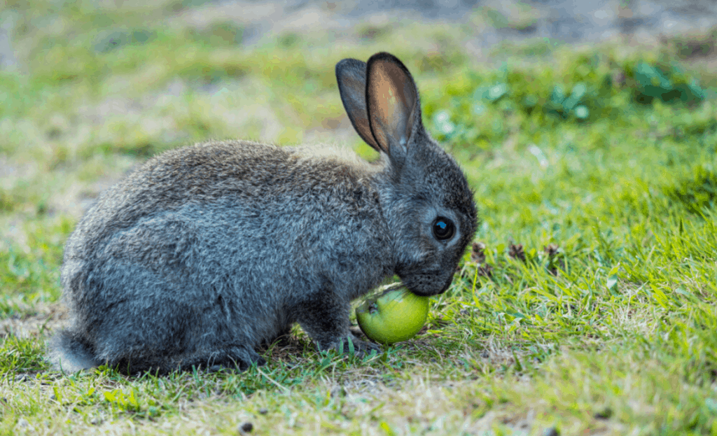 can rabbits eat apple cores
