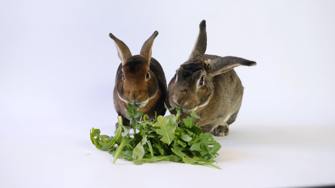 can rabbits eat arugula