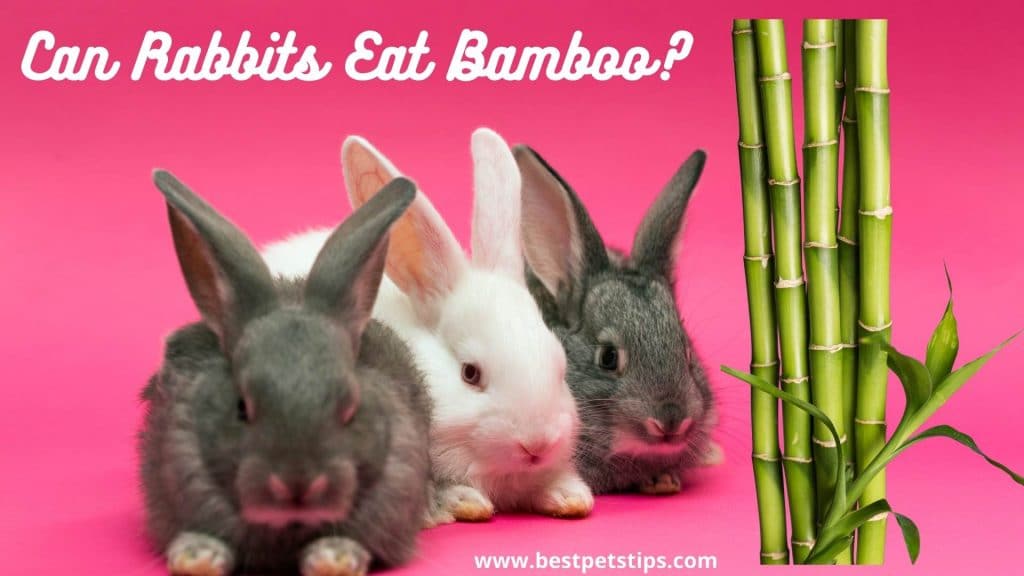 can rabbits eat bamboo