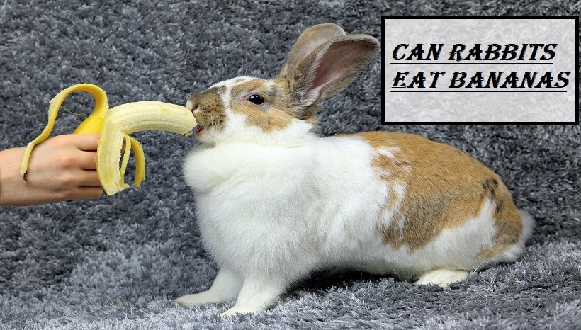 can rabbits eat banana peel