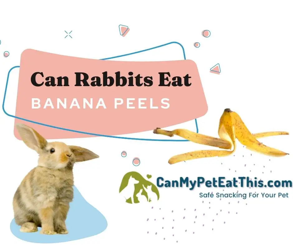 can rabbits eat banana peel