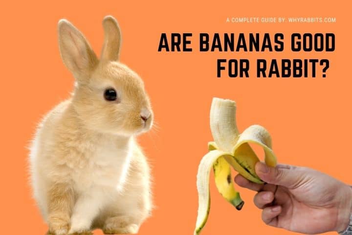 can rabbits eat banana