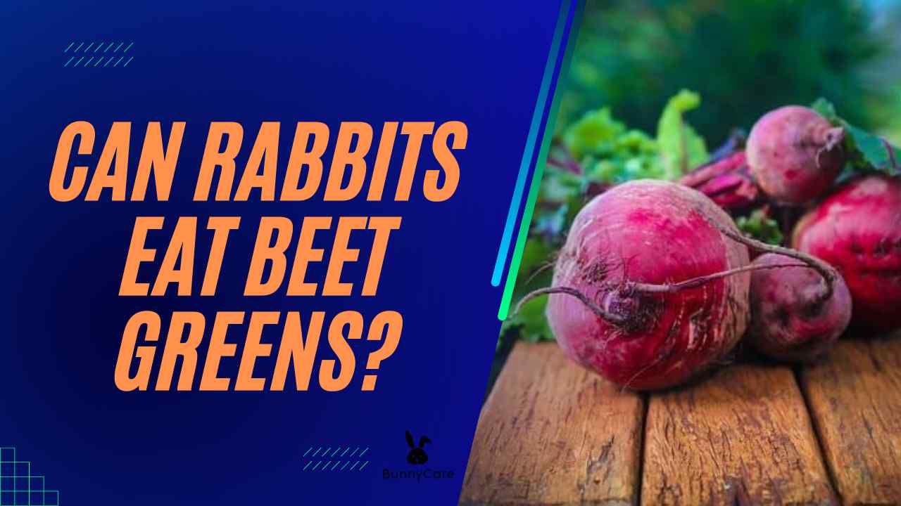 can rabbits eat beets
