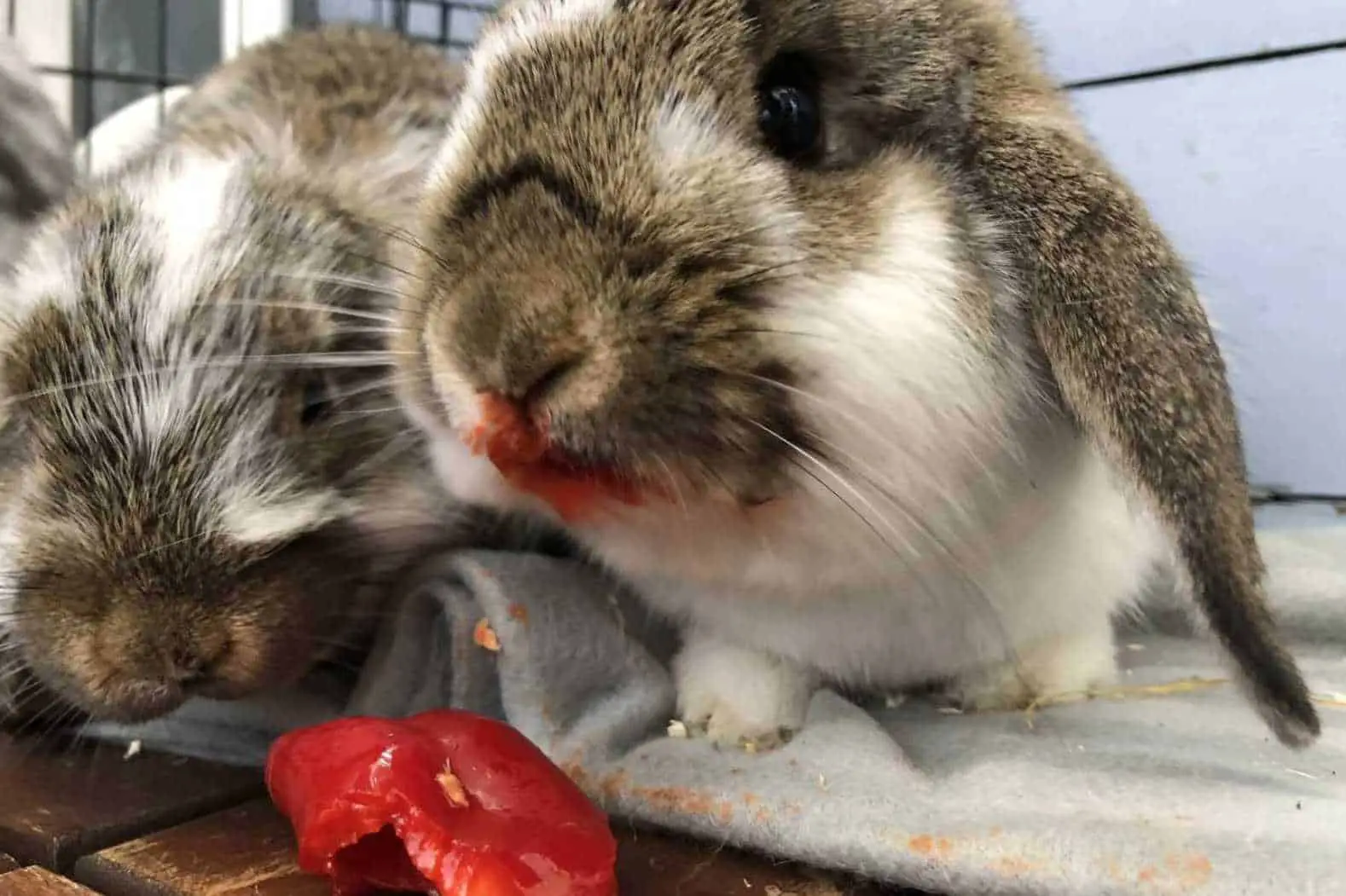 can rabbits eat bell pepper