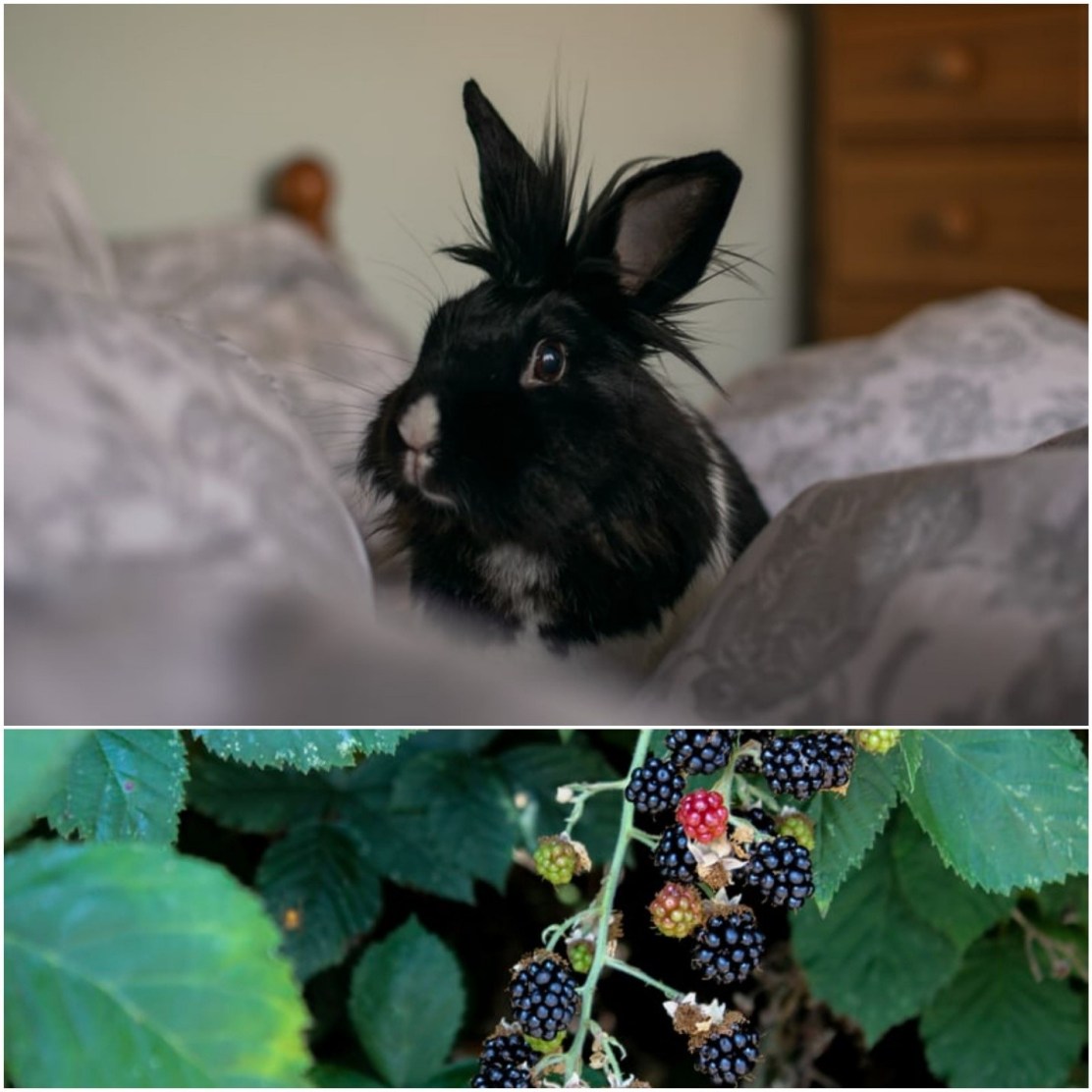 can rabbits eat blackberries
