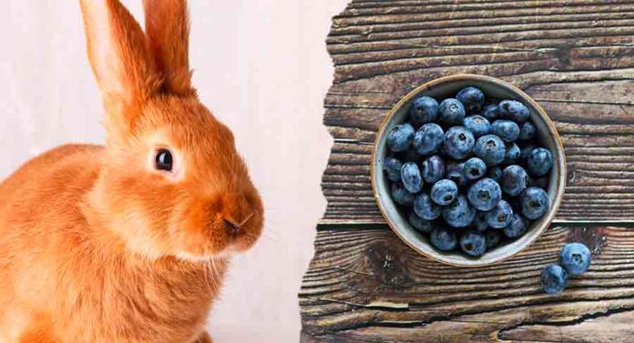 can rabbits eat blueberries